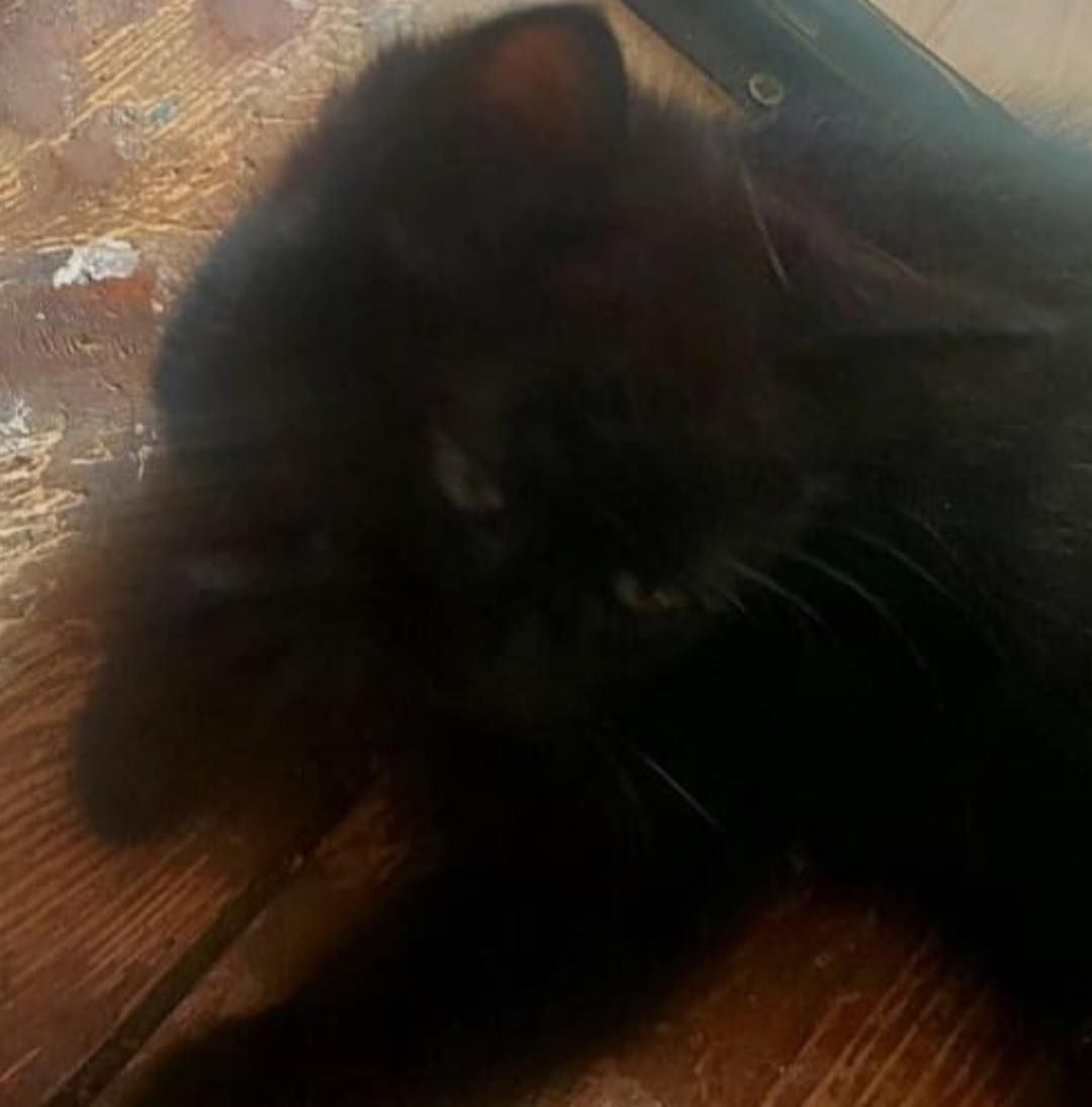 Parmesan