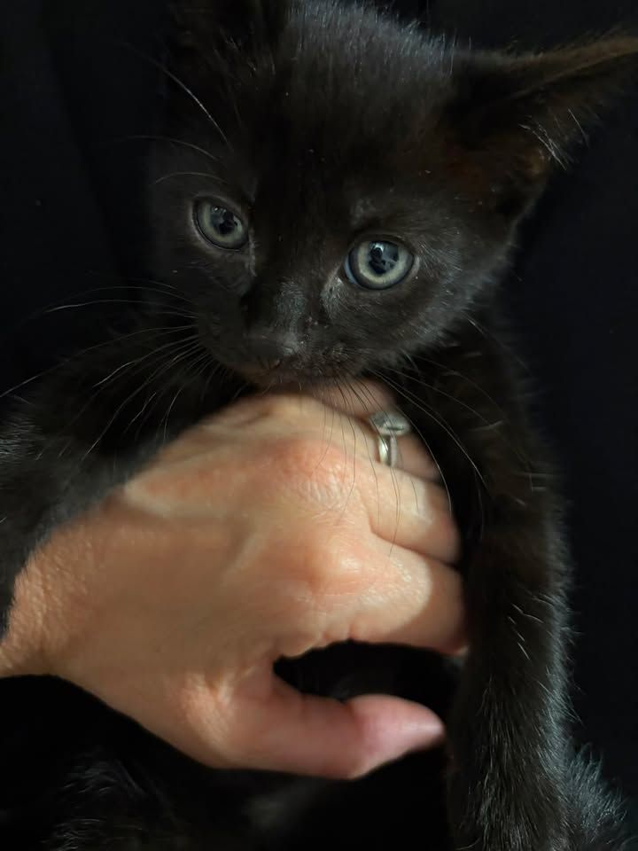 6 weeks old Sooty i…