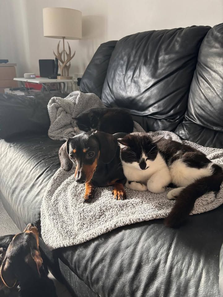 We have 2 kittens o…