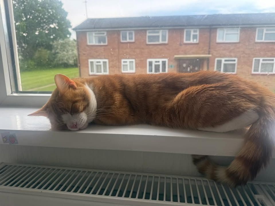 Paddy is a ginger a…