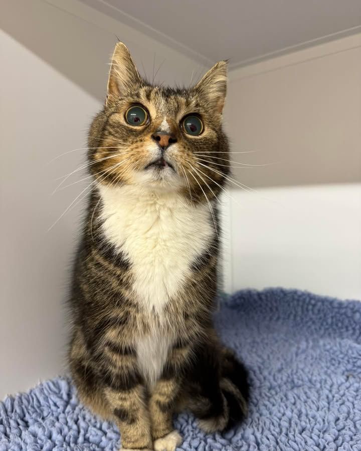 Cat found in Pebmar…