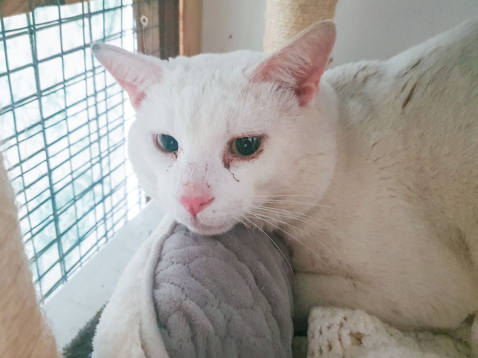 Fergus