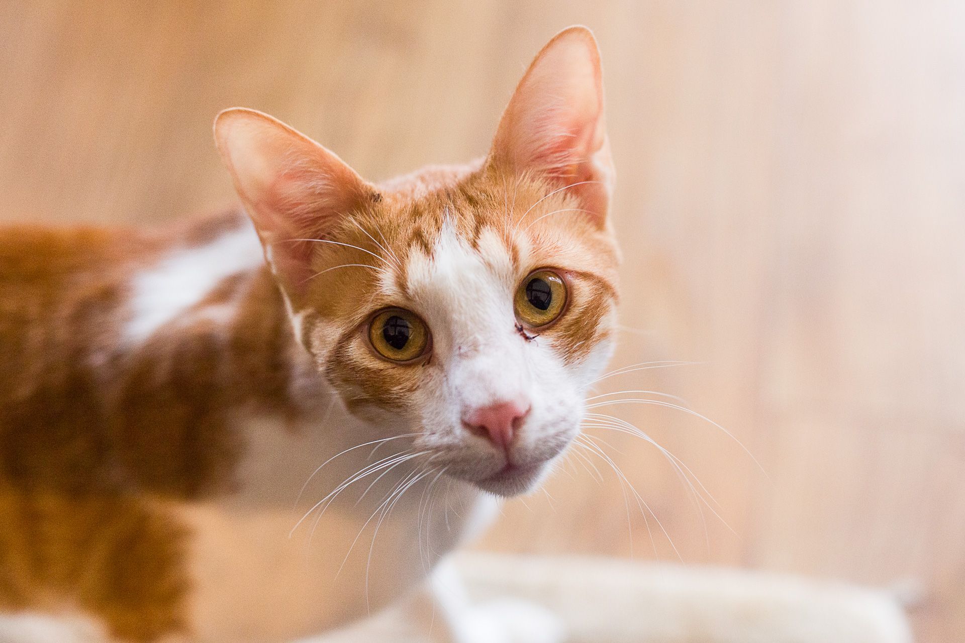 Caramel