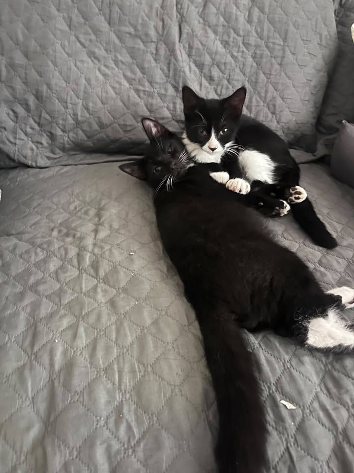 Looking for a home…