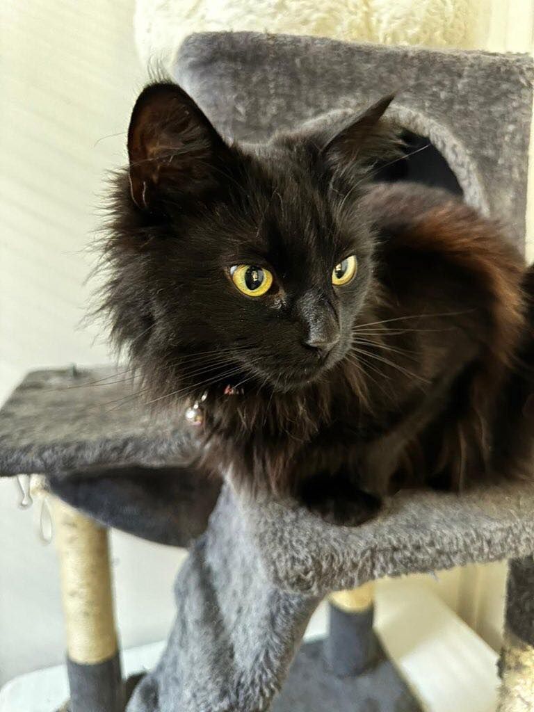 Beau
