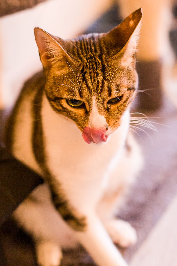 PJ
