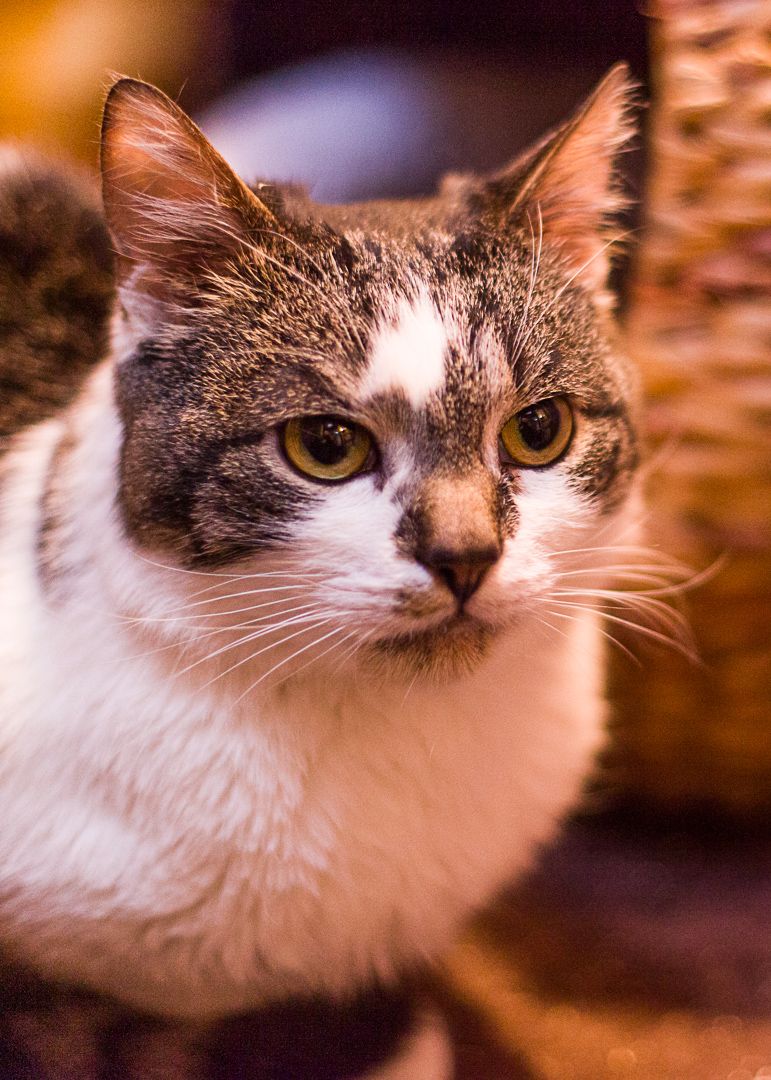 Loki